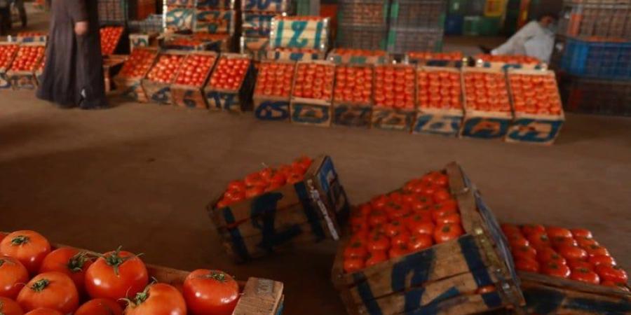 طماطم المغرب تحت ضغط أوروبي .. قانون مرتقب يهدد شروط التصدير