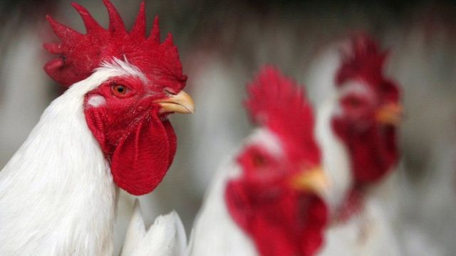 ماليزيا تفرض حظرا على تصدير الدجاج